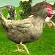 Chicken Shooter - Friv 2019 Games